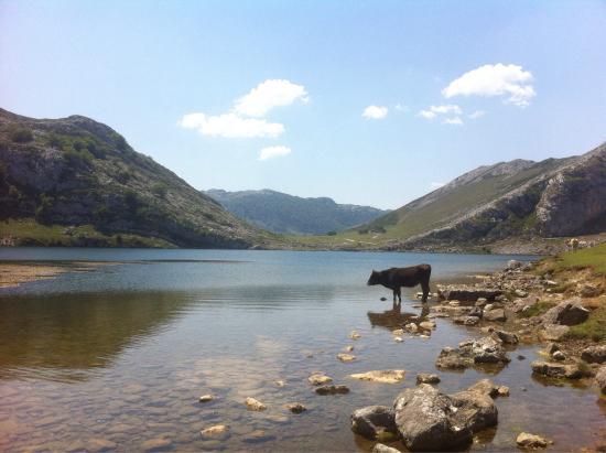 El Refugio Vega De Enol